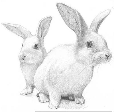 素描小兔子的简单画图片