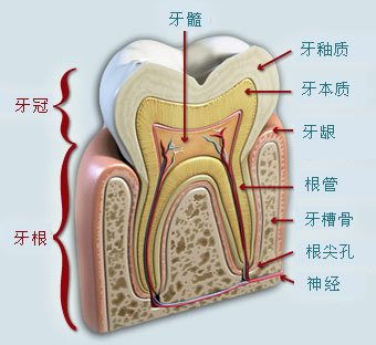 牙齿结构牙齿结构图解剖图