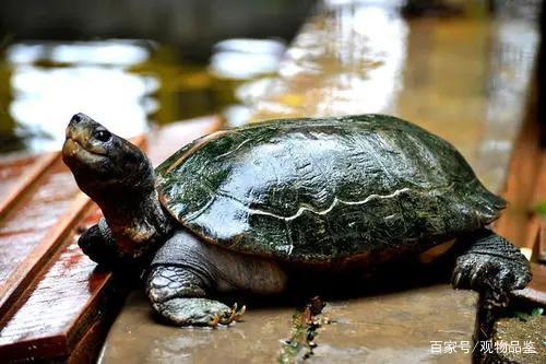 烏龜養久了會有怨氣嗎烏龜養久了會有怨氣嗎新聞