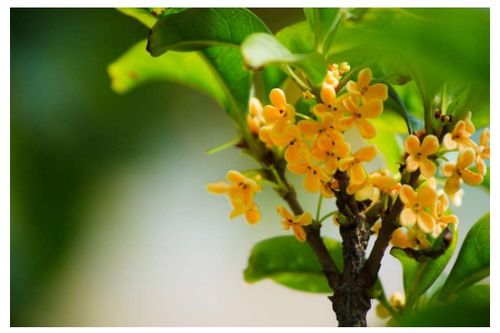 关于桂花的资料关于桂花的资料及介绍