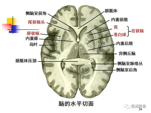 大脑从解剖结构上可以分为枕叶人脑控制中心的是?