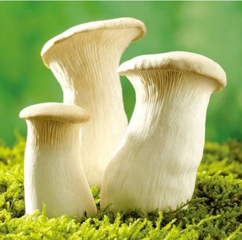 有哪些关于菇类的带名称的图片?