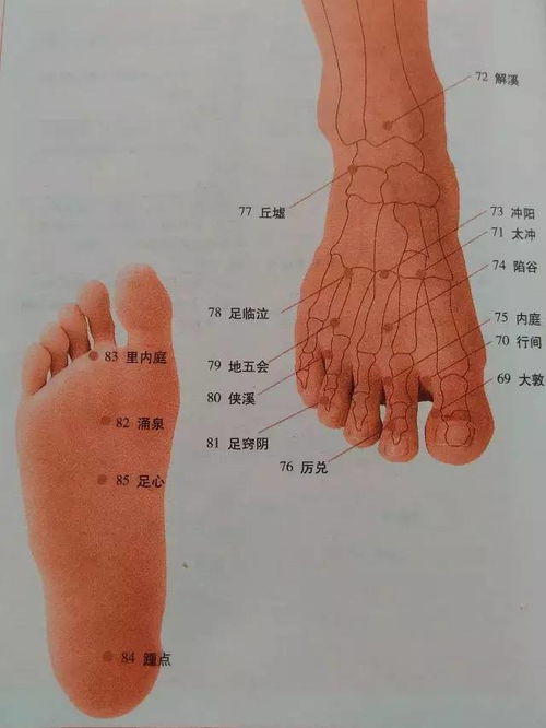 脚部位结构图位置图片