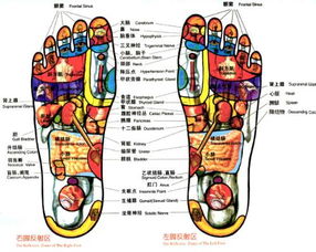 脚底穴位对应器官图 http/www.5113.cn/viewnews-5752.htm
