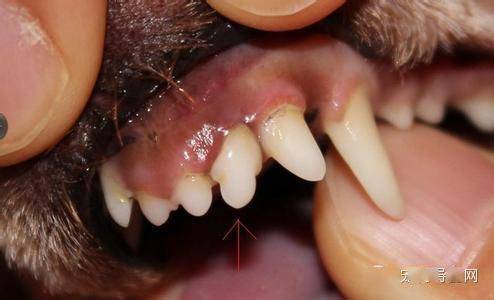 狗狗换牙顺序图解泰迪狗狗换牙顺序图解