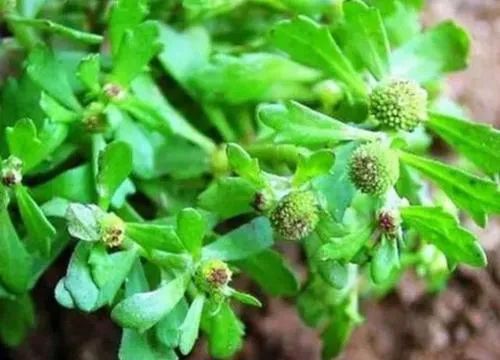 鹅不食草味道苦辣图片