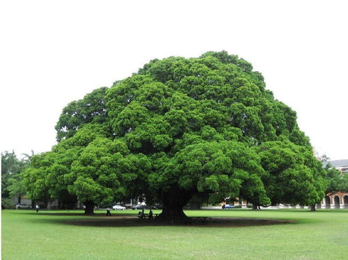 在孟加拉国的热带雨林中,生长着一株大榕树,郁郁葱葱,蔚然成林