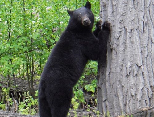 bear是什麼意思(bear是什麼意思英文怎麼說)_競價網