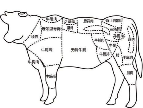 牛身体器官部位分布图图片