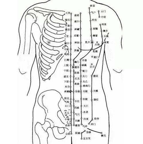 人體全部穴位圖