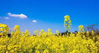 什麼樣的油菜花形容詞