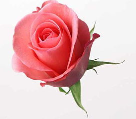 玫瑰花的形状描写图片