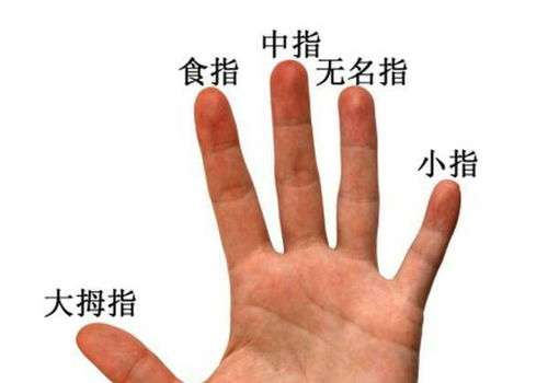 食指介于大拇指与中指之间,稍短于无名指,是人的手指中第二灵活,常用