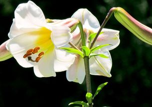 flowers是什麼意思flowers是什麼意思英語