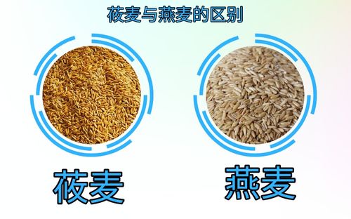 莜麦和燕麦的区别