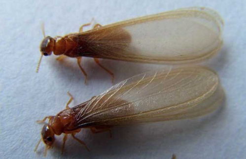 黄翅大白蚁(黄翅大白蚁和黑翅土白蚁的区别)