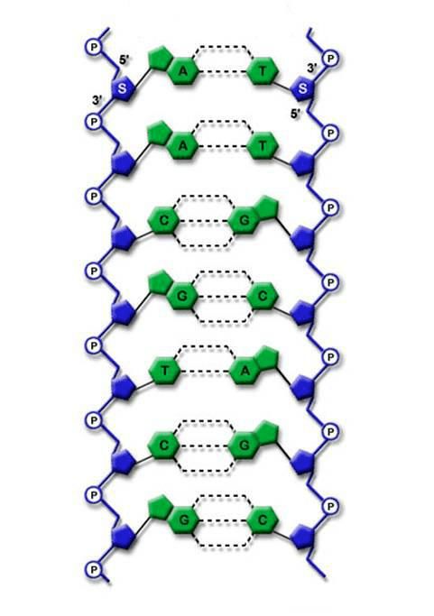 所谓dna的一级结构,就是指4种核苷酸的连接及其排列顺序,表示了该dna