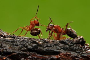 蚕蛾,天牛,蚂蚁,蝗虫的触角分别是什么状的?