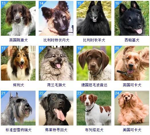 大型狗的品种名大全图片