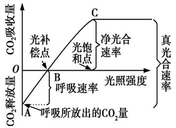 光合作用的條件必須是有陽光有綠葉植物有二氧化碳在光和作用的植物在