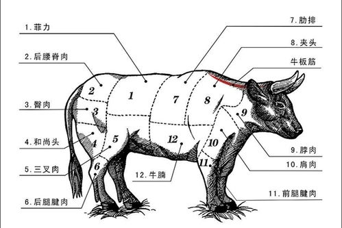 牛肉各部位叫法