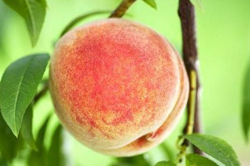 peachpeach的汙意思