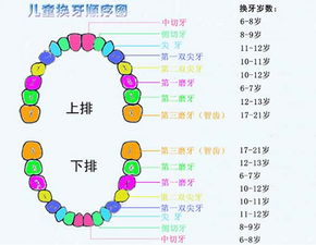 孩子掉牙的順序給大家介紹好了,大家快去看看自己的孩子是否是按照