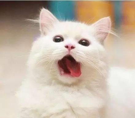 猫咪吐舌头