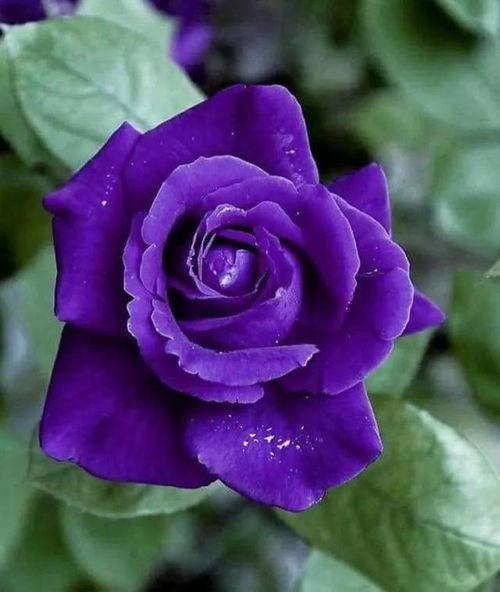 紫玫瑰品种及图片大全图片