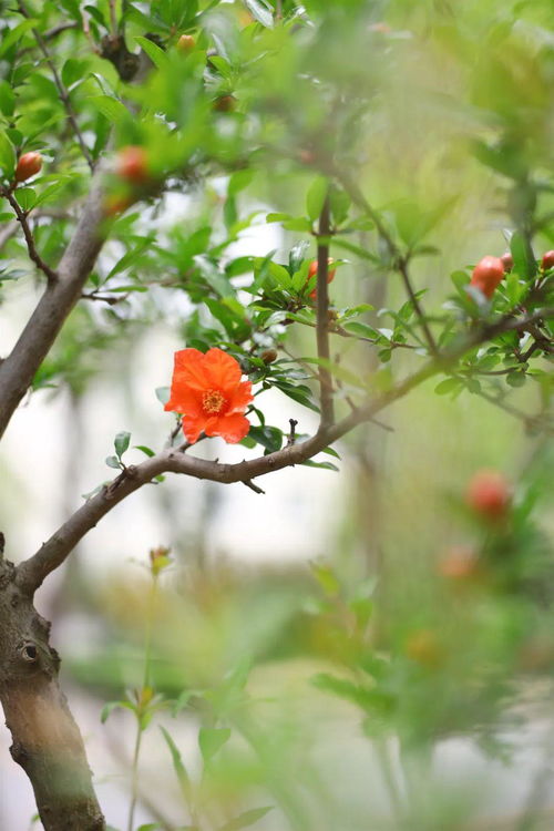 向陽花開下一句是什麼向陽花開花向陽下一句是什麼