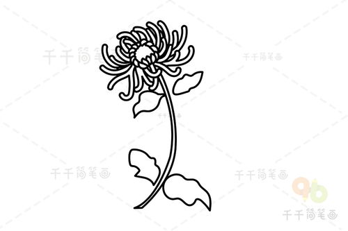 菊花怎么画简单又好看菊花怎么画简单又好看铅笔画