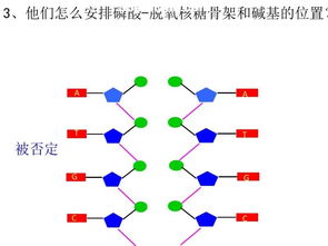 dna分子是由兩條互相平行的脫氧核苷酸長鏈盤繞而成