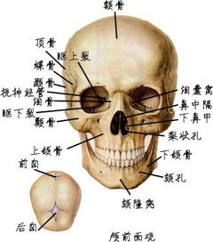 人体头部结构图真实图片