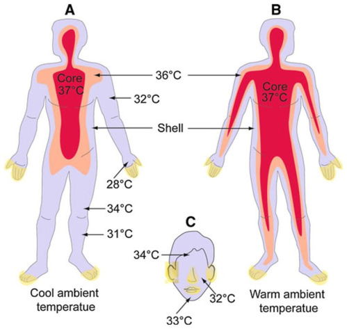 人体正常的腋下体温温度是36~37摄氏度之间,当成人腋下体温超过37