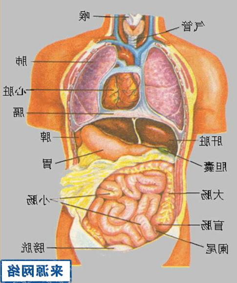 五脏位置全图详解图片