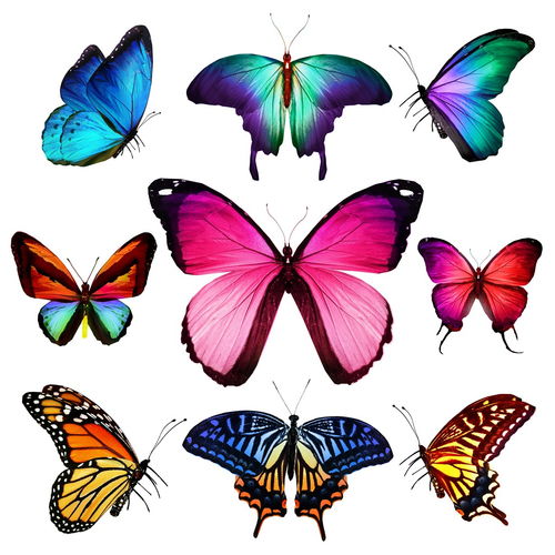 蝴蝶有哪些颜色