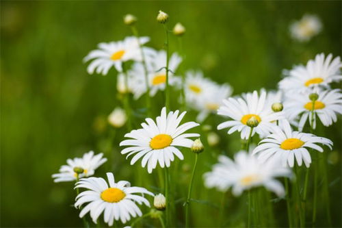 雏菊花语(雏菊花语是什么)