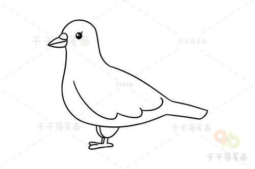简单画鸽子的教程图片