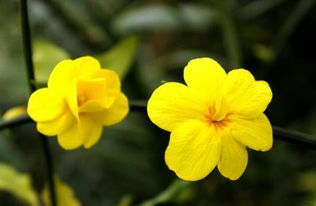 迎春花什麼顏色的圖片迎春花什麼顏色桃花什麼顏色梨花什麼顏色