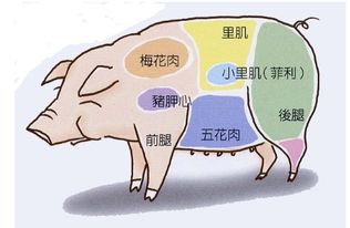 猪后腿淋巴结位置图图片