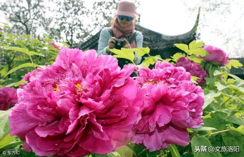 洛陽牡丹花會什麼時間開始什麼時間結束洛陽牡丹花會什麼時間開始