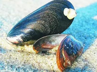 海虹的吃法,海螵蛸的功效与作用