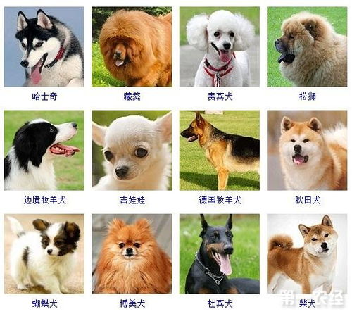 宠物狗的品种及价格表宠物狗的品种及价格图片大全