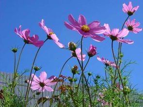 格桑花花語象徵與寓意格桑花花語美句