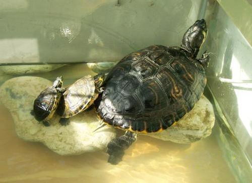 烏龜能和魚一起養在魚缸裡面嗎