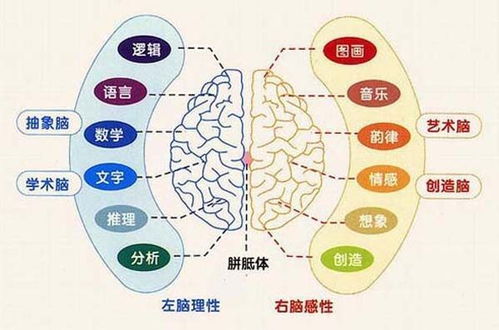 用右脑和用左脑的区别