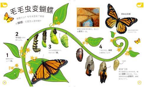枯叶蝶生长过程图片