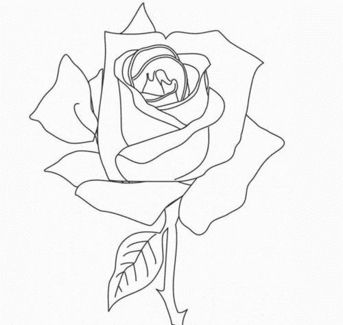一片玫瑰花瓣的画法图片