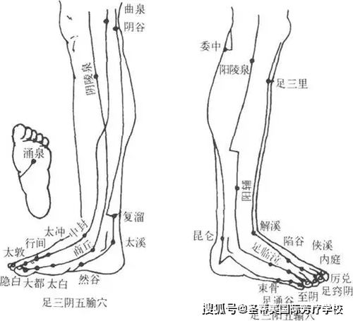 人体脚背经络图解图片