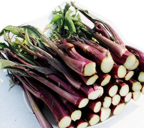 紫菜苔的功效与作用图片,紫菜苔的功效与作用副作用